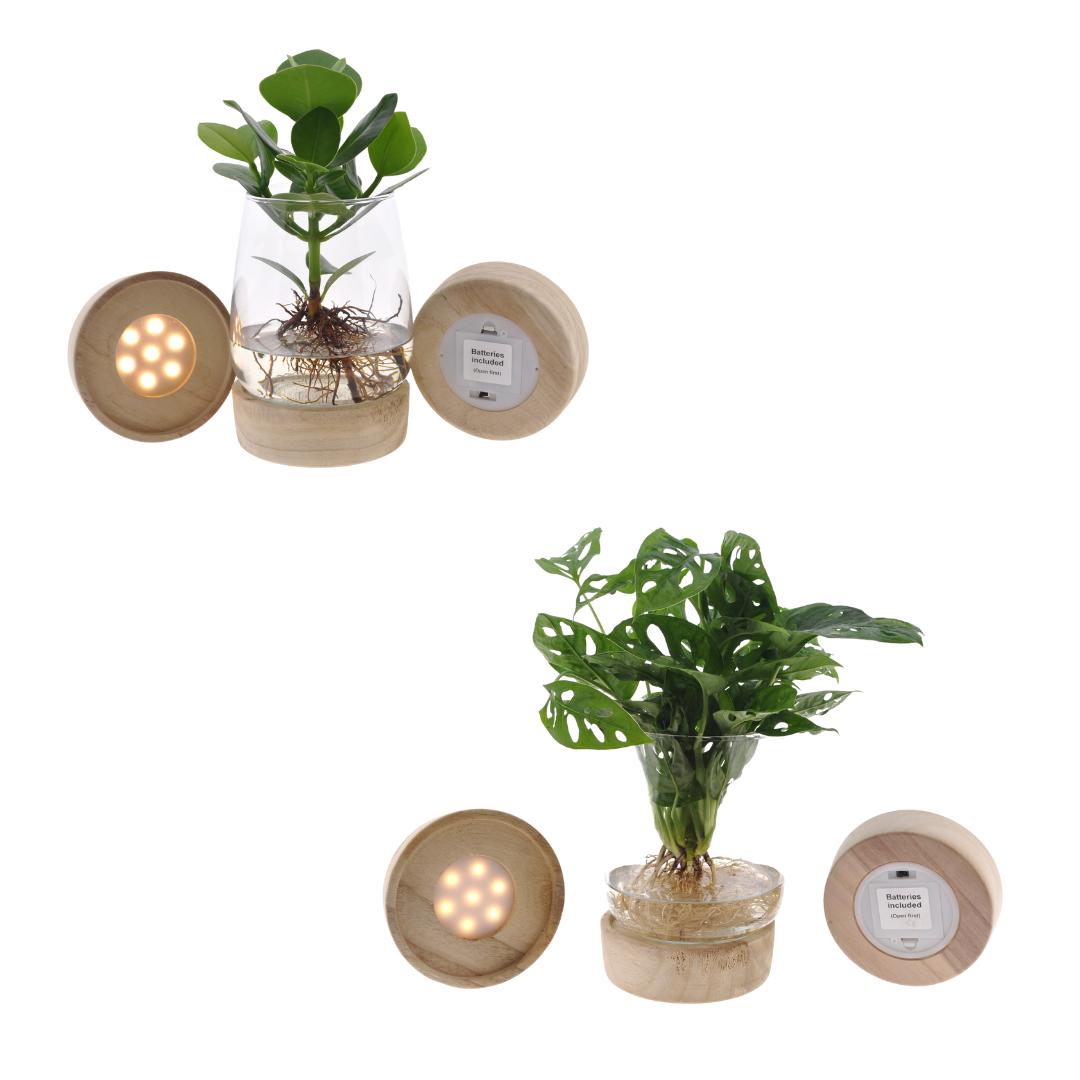 Kingston Glas + LED Duo Monstera/Clusia - 2 Stücke - Ø12cm - ↕30cm