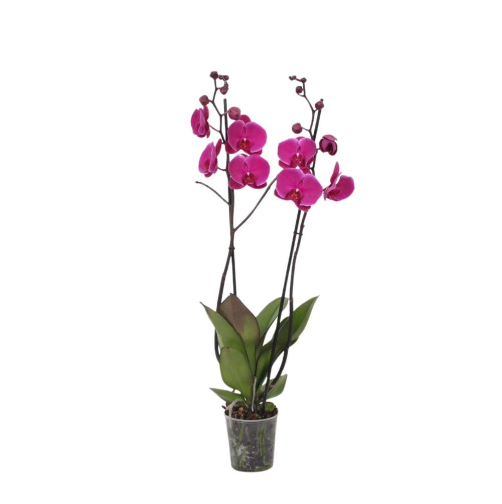 Phalaenopsis Joyride - 3 Stiele - 60 cm - Ø12cm