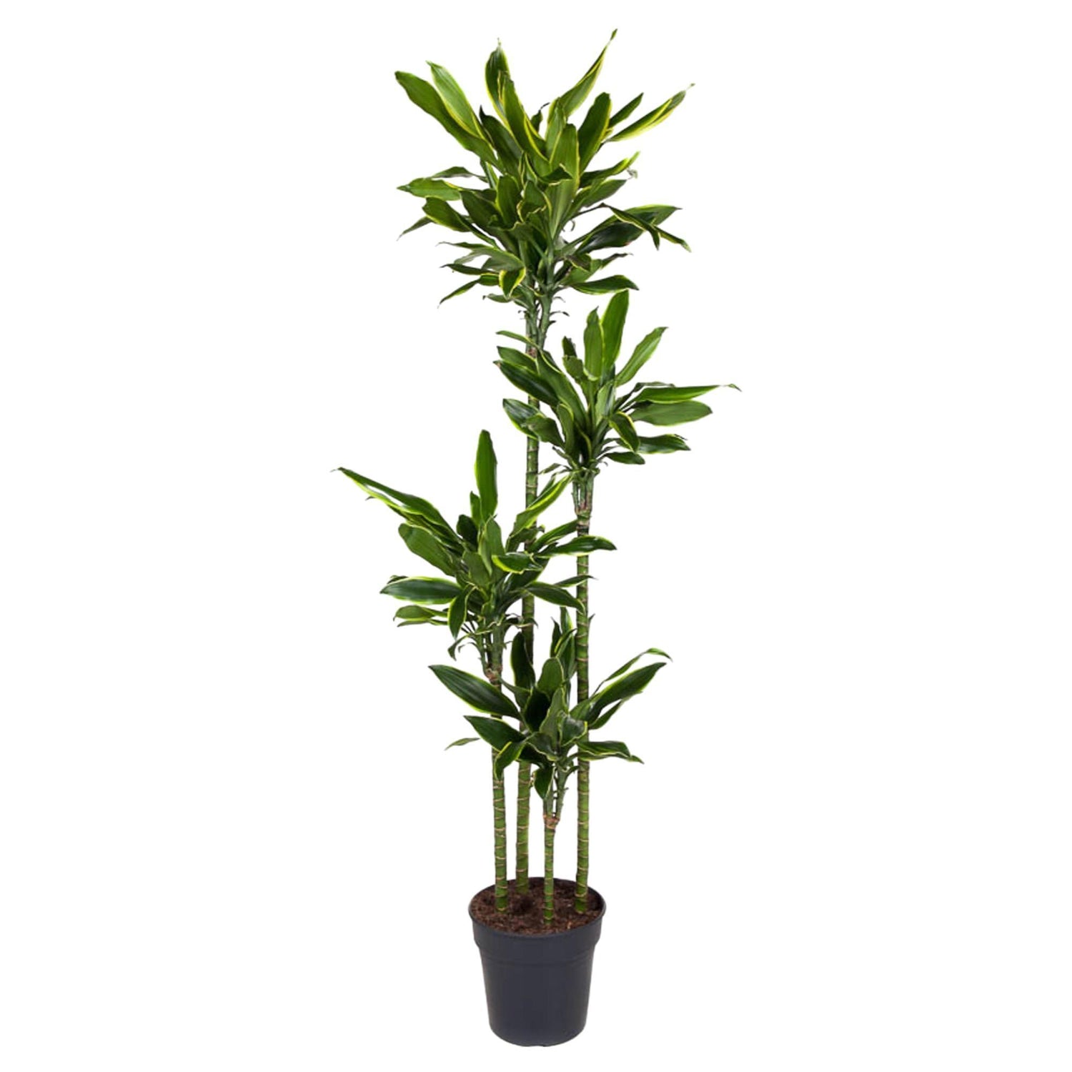 Dracaena Golden Coast - 170 cm - ø27