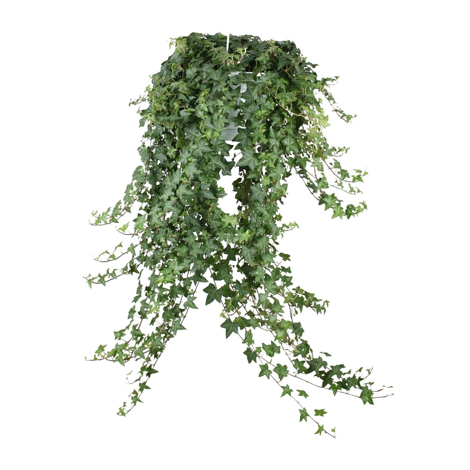 Hedera Helix Pitsburg - Hang/XXL - Ø24cm - ↕cm