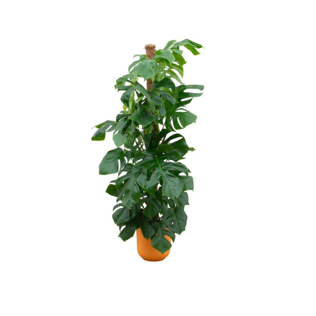 Kombi-Angebot - Monstera Pertusum XL mit elho Jazz Rund gelb Ø26 - 150 cm