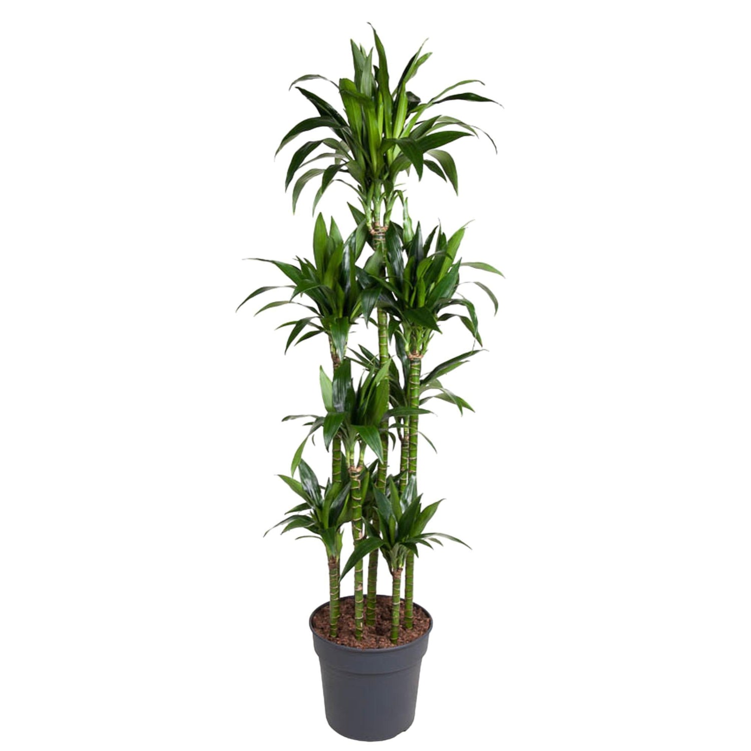 Dracaena Janet Craig Carrousel - 180 cm - ø34