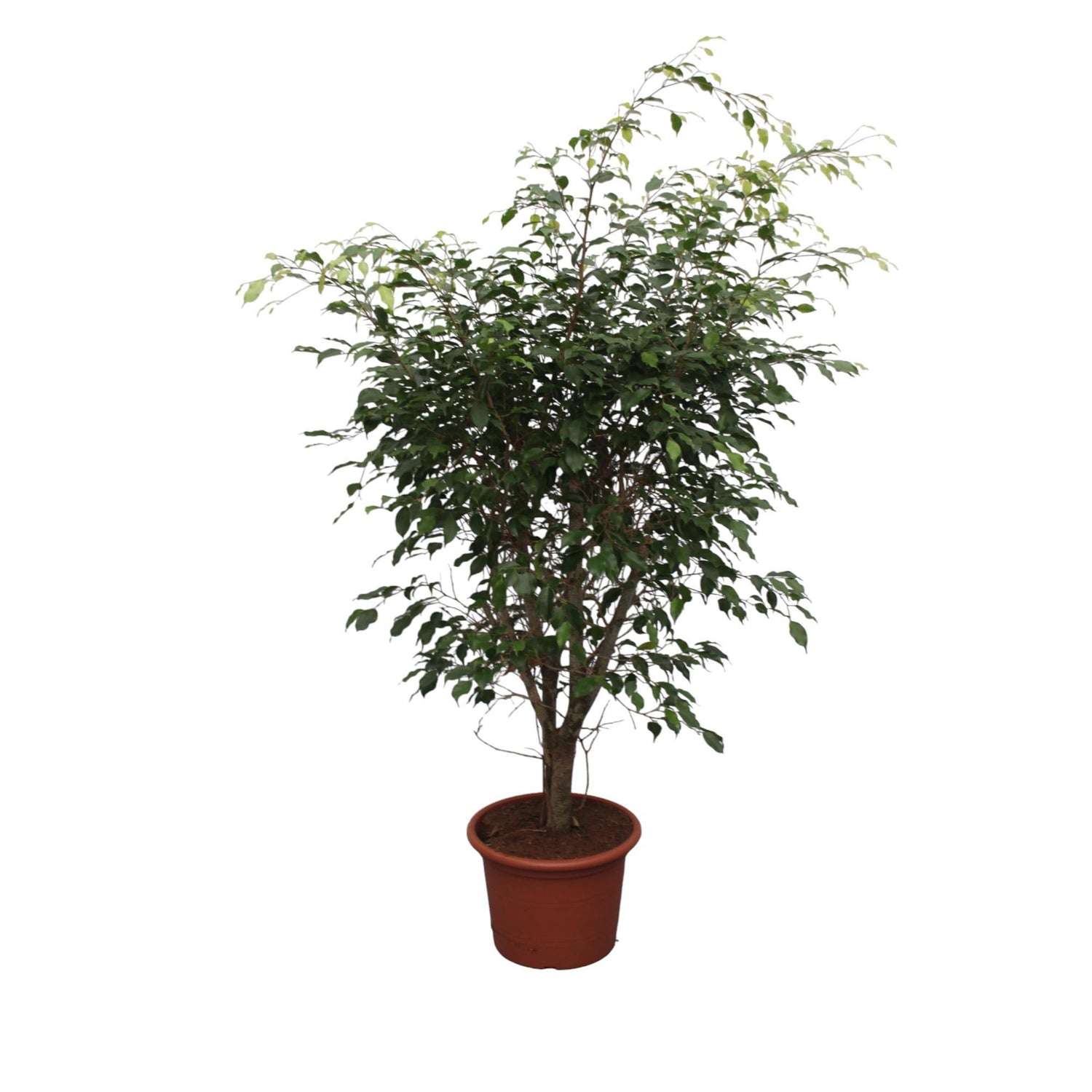 Ficus Benjamina Exotica verzweigt - 150 cm - ø40