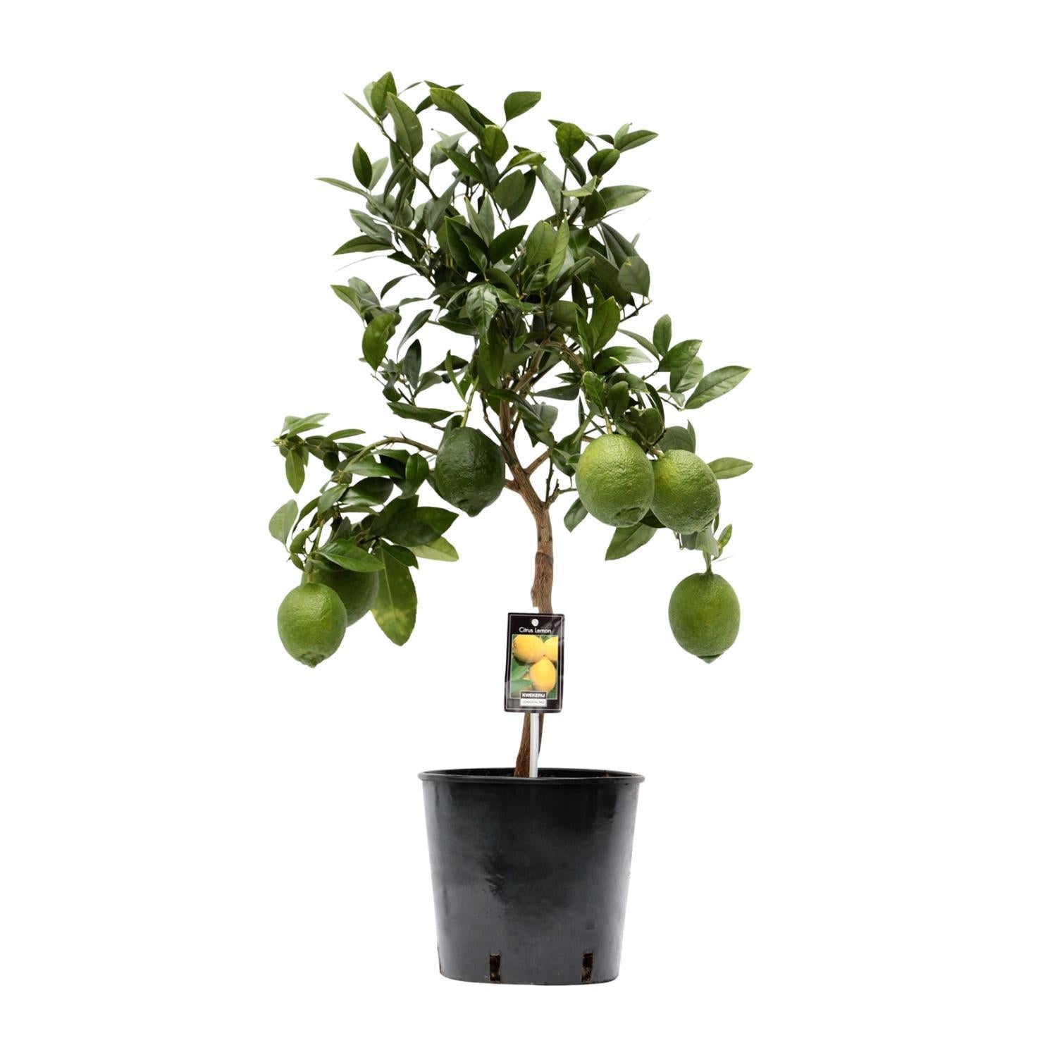 Citrus Lemon - Ø22cm - ↕80cm