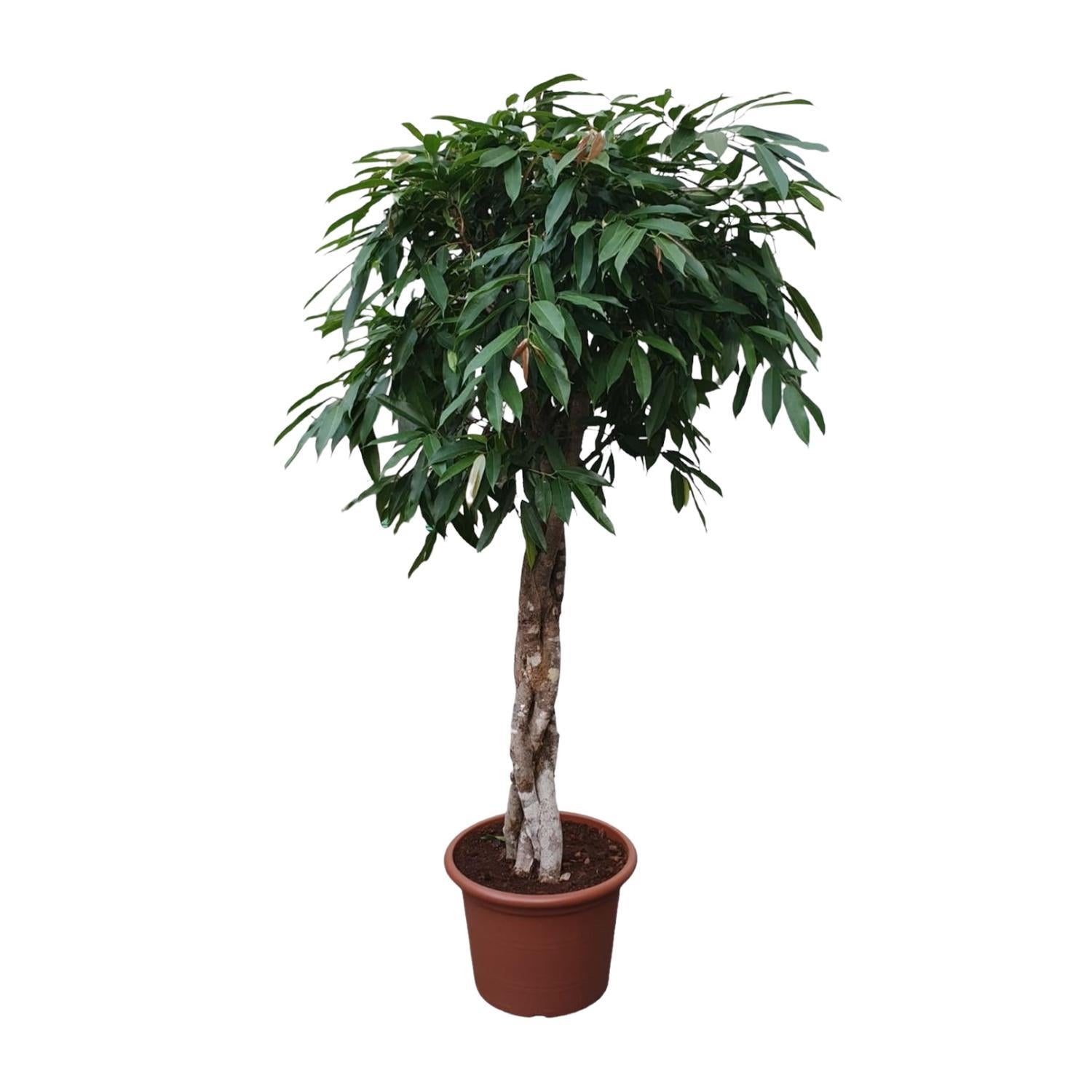 Ficus Amstel King geflochtenem Stamm - 190 cm - ø45