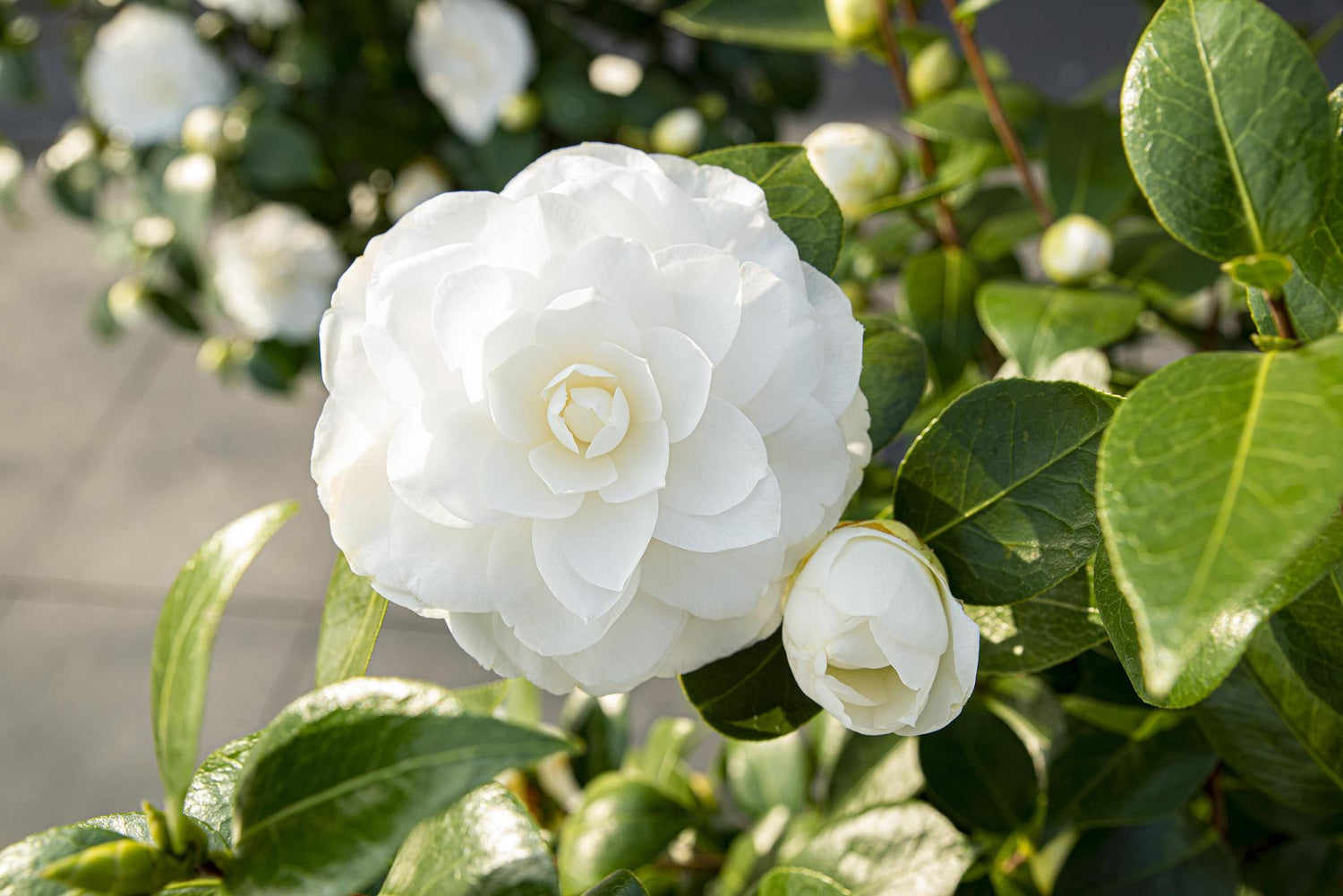 Camellia jap. 'Nuccio's Gem' - ↨65cm - Ø19cm