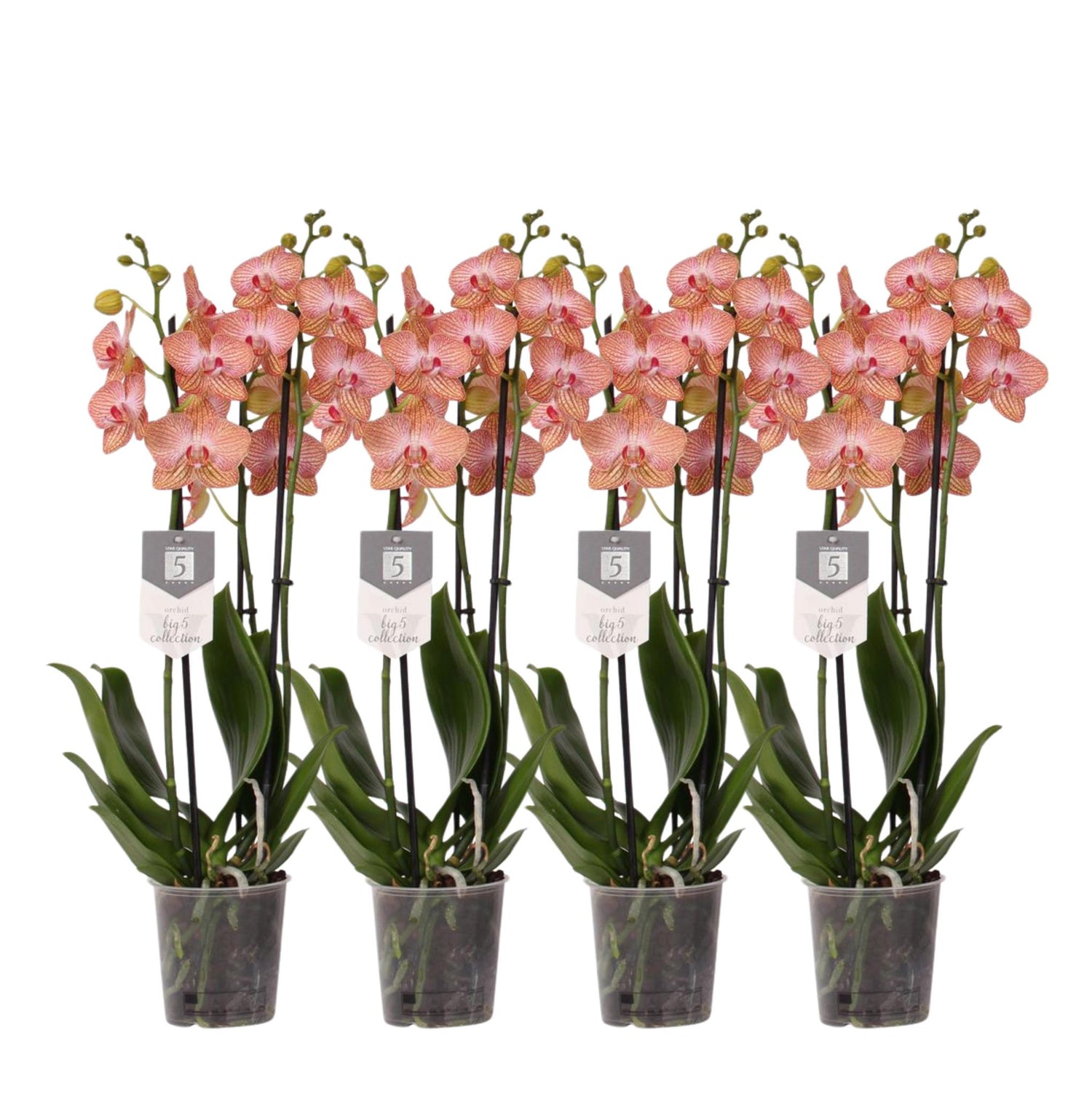 Set van 4 - Phalaenopsis Ravello - 3 tak orchidee - 60 cm - Ø12cm